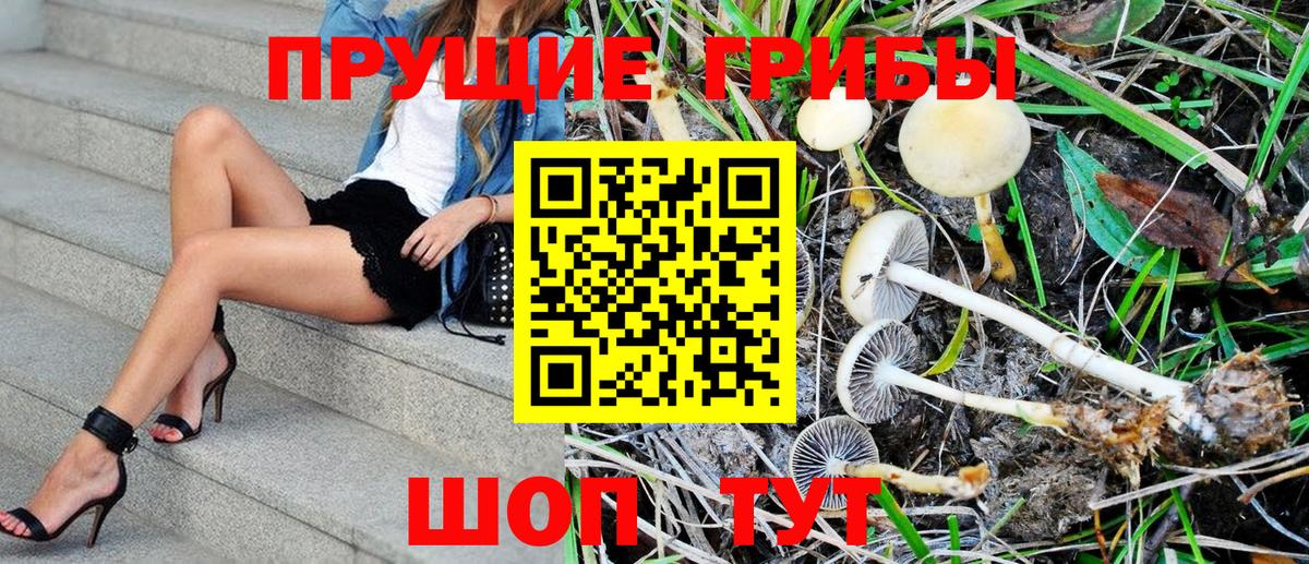 Галлюциногенные грибы Psilocybe Саранск